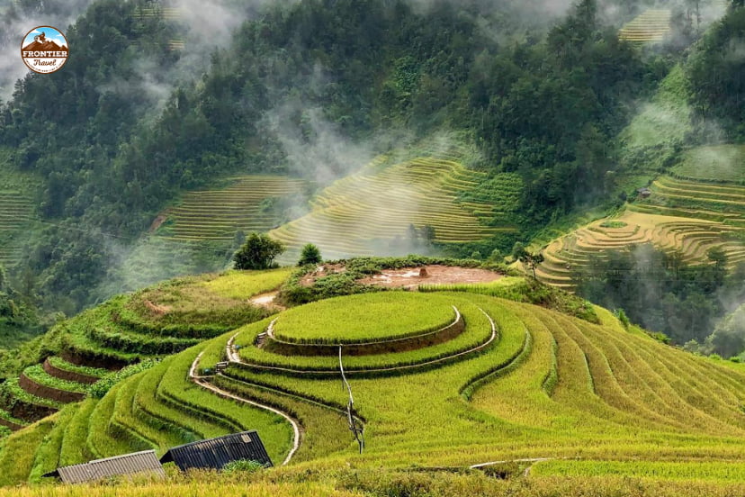 Mu Cang Chai harvest 
